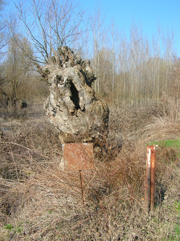 DSCN0259