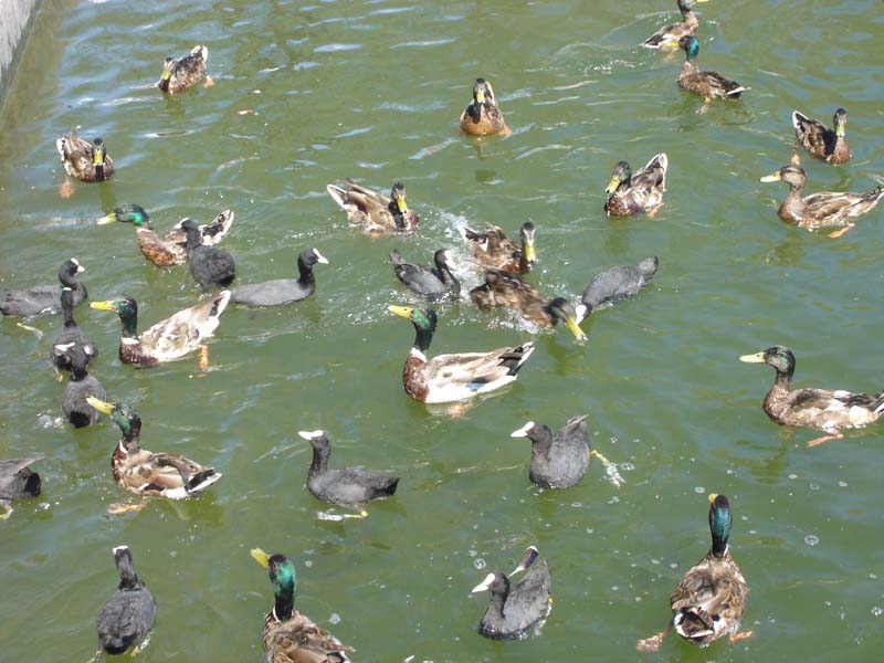 Greifensee 2007 063