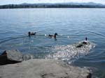 Greifensee 2007 050