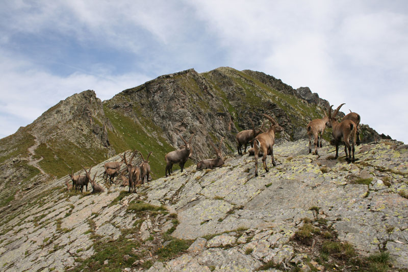 Dents du Midi CAV 020