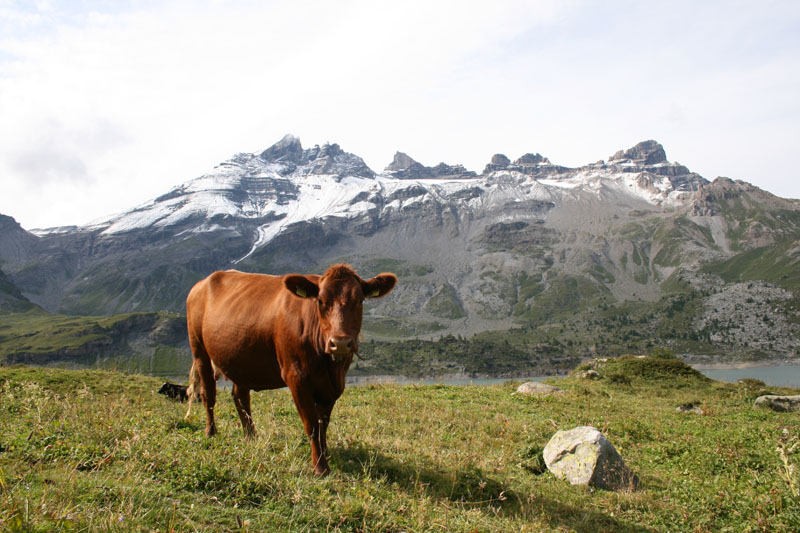 Dents du Midi CAV 031