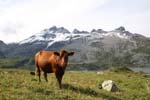 Dents du Midi CAV 031